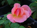 Tallyho rose photo