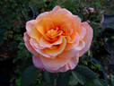 Tea Time rose photo
