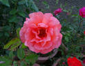 Tenerife rose photo
