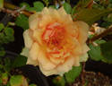 Top Notch ™ rose photo