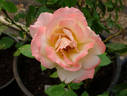 Vendée Impériale rose photo