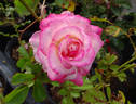 Vibrant Vonnie rose photo