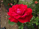 Vino Rosso rose photo