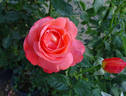Voodoo rose photo