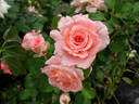 Waiheke rose photo