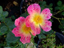 Watercolors Home Run rose photo