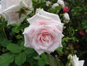 White Gene Boerner rose photo