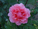 Worthwhile rose photo