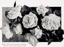 Madame Jules Gravereaux rose photo