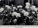 Madame Jules Grolez rose photo