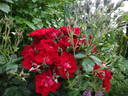 Linda Campbell rose photo
