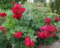 Linda Campbell rose photo