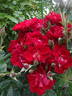 Linda Campbell rose photo