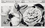 Mademoiselle Francisca Krüger rose photo