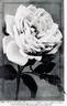 Mademoiselle Hélène Cambier rose photo