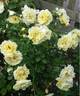 Northern Yellow rose photo