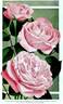 Mrs. John Laing rose photo