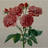 Jacquard rose photo