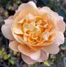 Golden Buddha rose photo