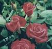 Reverie rose photo