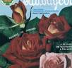 Colorama rose photo