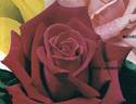 Karl Herbst rose photo