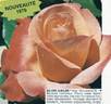Silver Jubilee ® rose photo