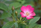 Papa Hémeray rose photo