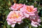 Mixed Marriage rose photo