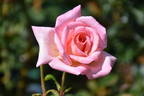 Mixed Marriage rose photo