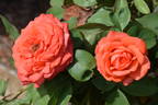 Karen Julie rose photo