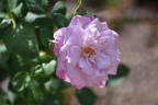 Gra's Blu rose photo