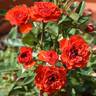 Orange Baby rose photo