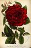 Louis van Houtte rose photo