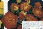 Chic Parisien rose photo
