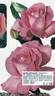Manou Meilland rose photo