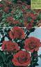 Ruth Leuwerick rose photo