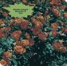 Tequila ® rose photo