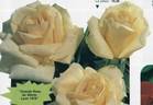 Rustica ® rose photo