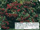 Red Prince ® rose photo