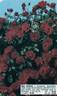 Red Prince ® rose photo