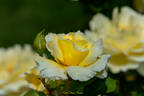 White Licorice™ rose photo