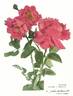 Federation rose photo