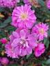 Pink Heather rose photo
