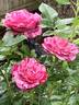 Show Your Stripes rose photo