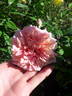 Mademoiselle Franziska Krüger rose photo