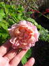 Mademoiselle Franziska Krüger rose photo