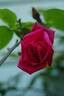 Dr. Rouges rose photo