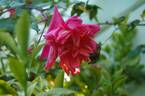 Dr. Rouges rose photo