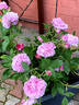 Archiduchesse Elizabeth d'Autriche rose photo